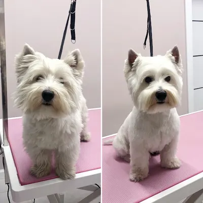 CZTERY ŁAPKI - salon pielęgnacji zwierząt